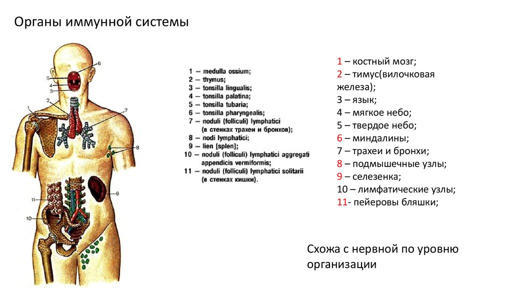 Печени и костного мозга. Какие органы относятся к иммунной системе человека. 1.Центральные и периферические органы иммунной системы. Расположение центральных и периферических органов иммунной системы. Красный костный мозг иммунная система расположение.
