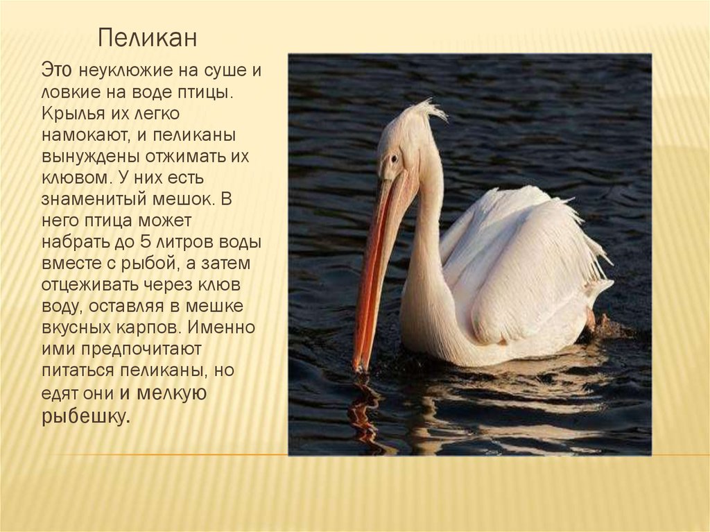 Птицы рыбы предложение. Рассказ о Пеликане. Сообщение о Пеликане. Описание пеликана. Заметка о Пеликане.