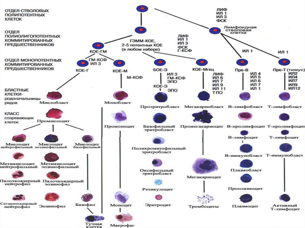 Особенности развития клеточных элементов белой крови схема миело и лимфопоэза
