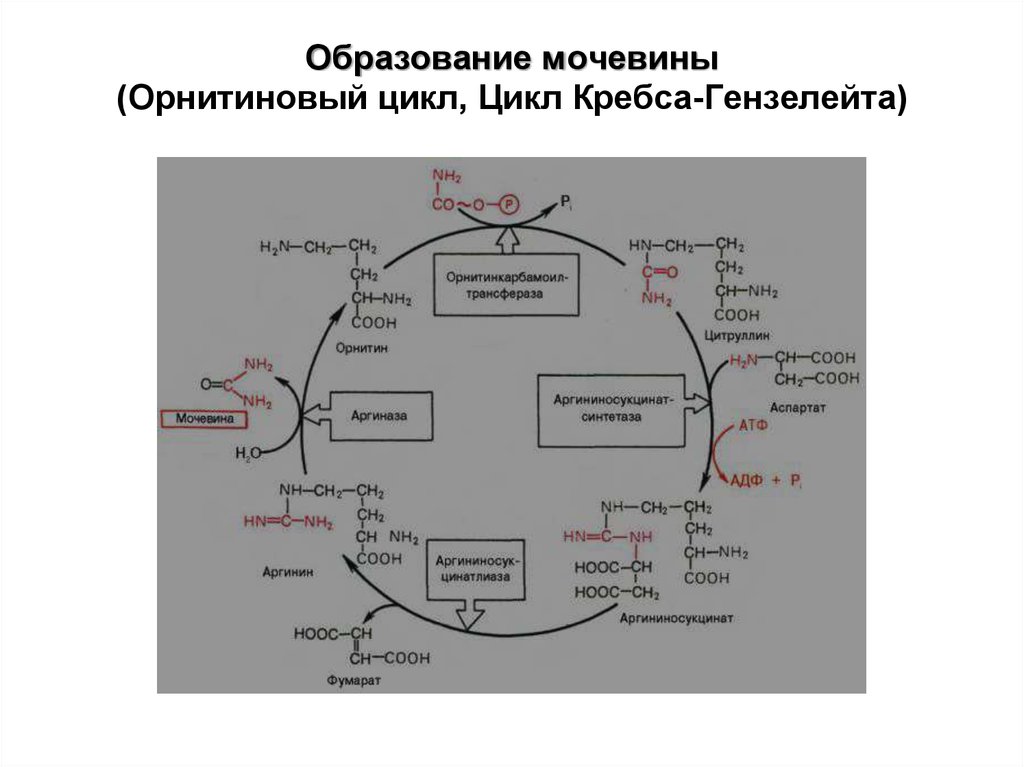 Реакции образования циклов. Цикл образования мочевины орнитиновый цикл. Цикл Кребса биохимия. Орнитиновый цикл превращений белка. Ферменты цикла Кребса.