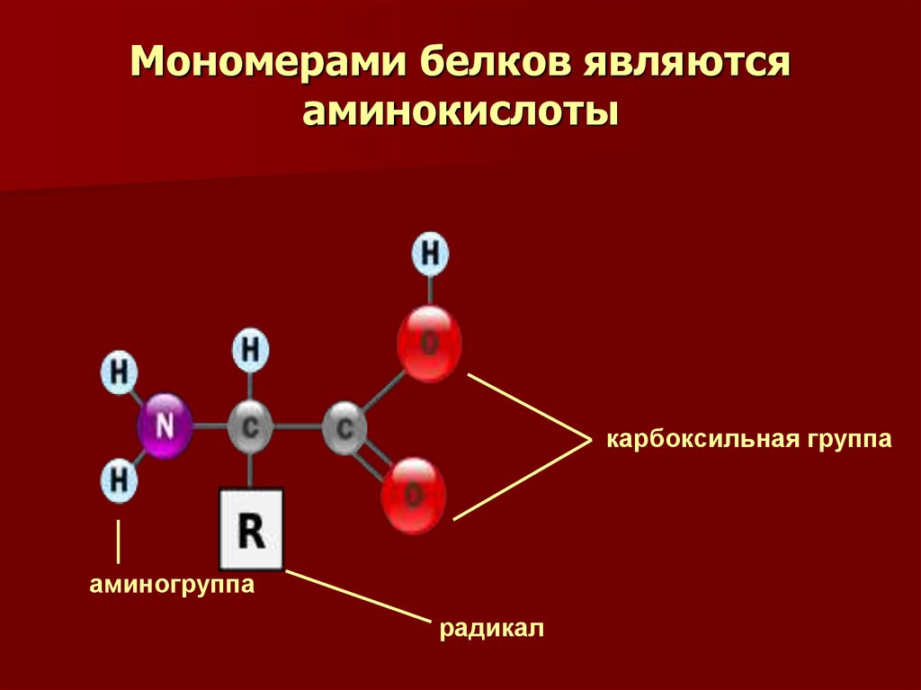 Мономер нуклеиновой кислоты аминокислота. Строение белковых мономеров аминокислот. Строение аминокислоты мономеры. Белки строение мономера. Мономерами белков являются аминокислоты.
