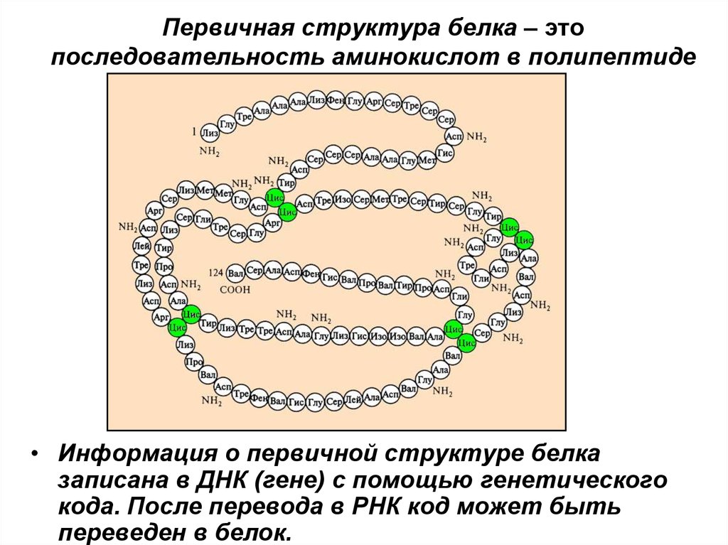 Структура белка закодирована в молекуле днк. Цепочка аминокислот структура белка. Первичная структура цепочка аминокислот. Первичная структура это последовательность аминокислот в белке. Последовательность аминокислот в белках.