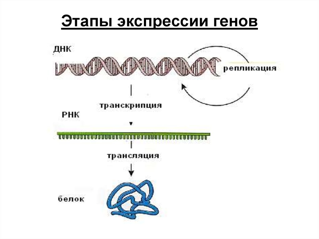 Экспрессия прокариот. Этапы экспрессии генов схема. Экспрессия Гена (схема процесса синтеза). Экспрессия генов. Этапы экспрессии Гена.