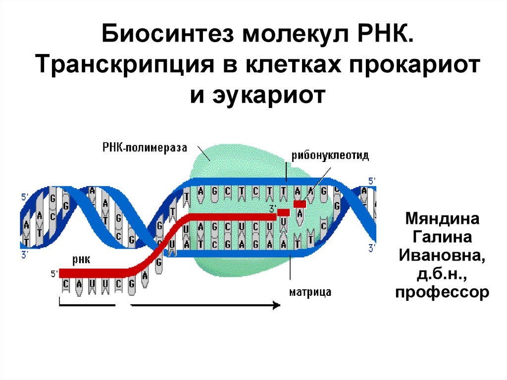 Рнк полимераза синтезирует. Схема процесса транскрипции. Процесс транскрипции в биологии. Процесс транскрипции РНК. Транскрипция структура клетки.