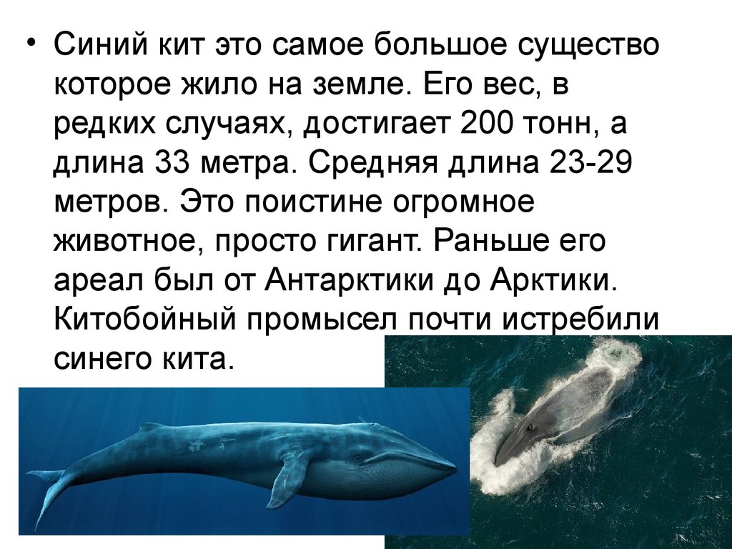 Рассказ про синего. Синий кит описание красная книга. Синий кит доклад. Доклад про кита. Сообщение о ките.