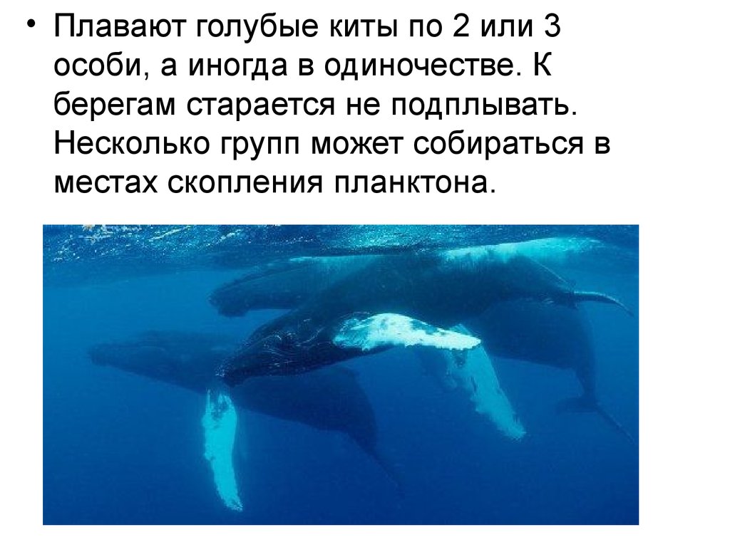 Рассказ про синего. Синий кит презентация. Доклад про китов. Голубой кит информация. Сообщение о ките.