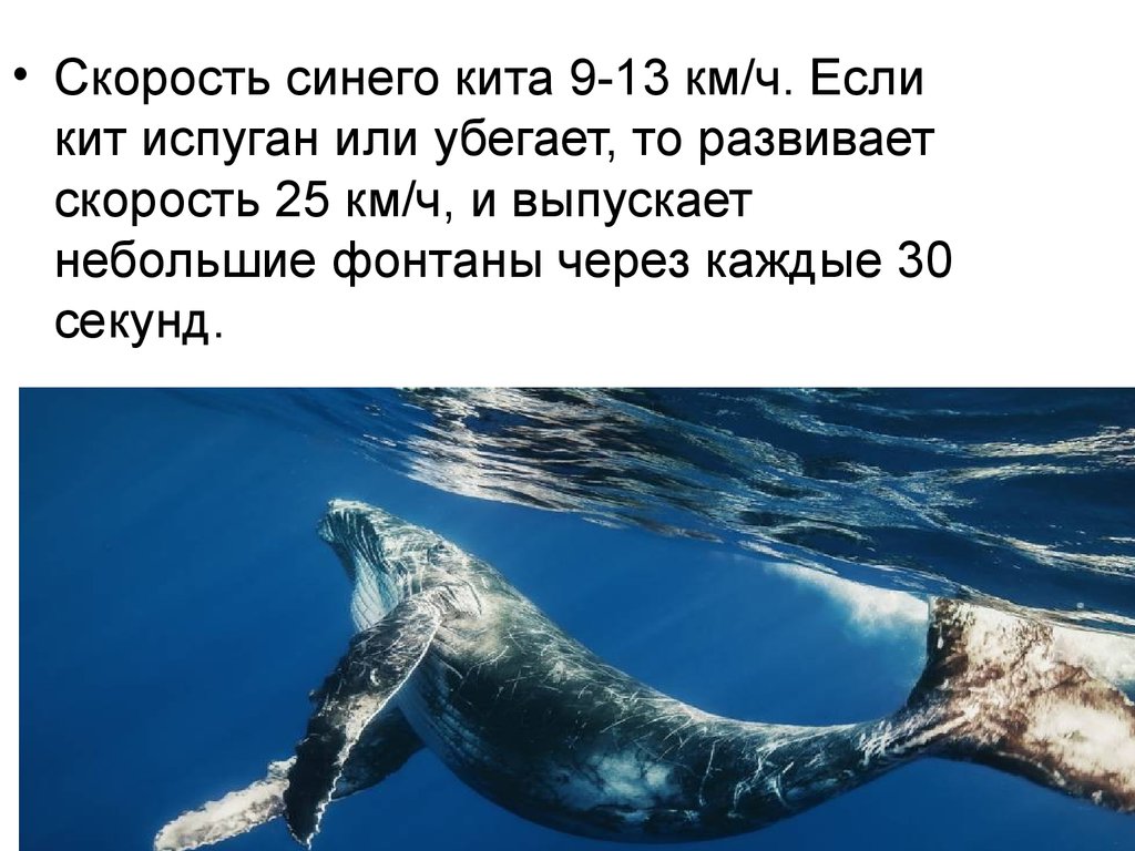 Рассказ про синего. Синий кит доклад. Синий кит презентация. Доклад про кита. Сообщение о ките.
