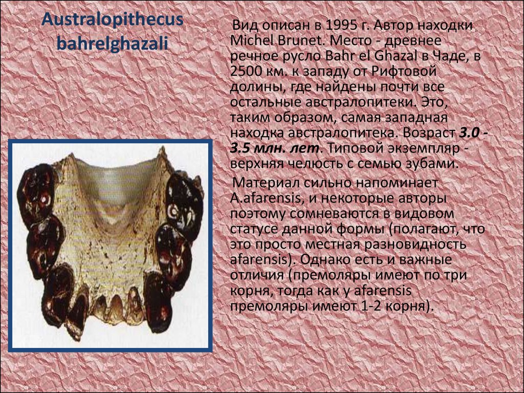 Australopithecus bahrelghazali (австралопитек Бахр-Эль-газальский)