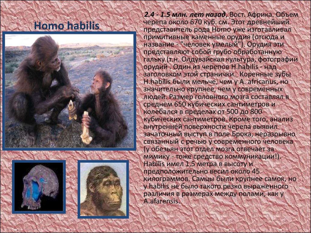 Первые представители рода человек. Представители рода homo. Первые представители рода homo. Древнейший представитель рода человек. Эволюция человека от обезьяны.