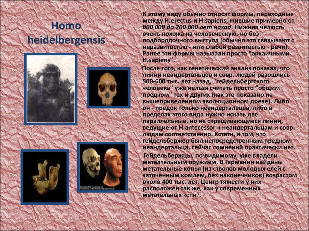 Предки людей виды. Предки современного человека. Непосредственный предок современного человека -. Прямой предок современного человека. Прямые предки современного человека.
