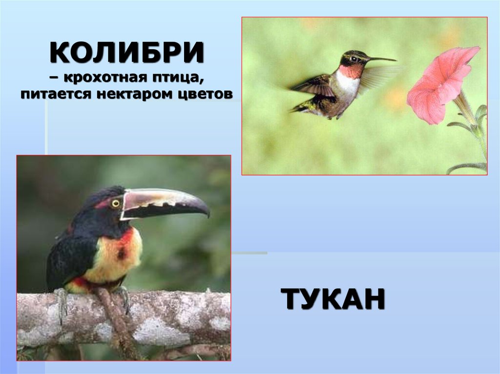 КОЛИБРИ – крохотная птица, питается нектаром цветов