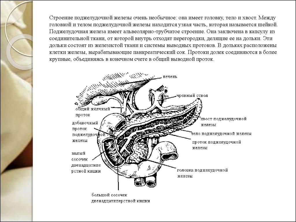 Каково внутреннее строение поджелудочной железы. Строение головки поджелудочной железы. Поджелудочная железа анатомия структура. Структура строение поджелудочной железы. Поджелудочная железа головка анатомия человека.
