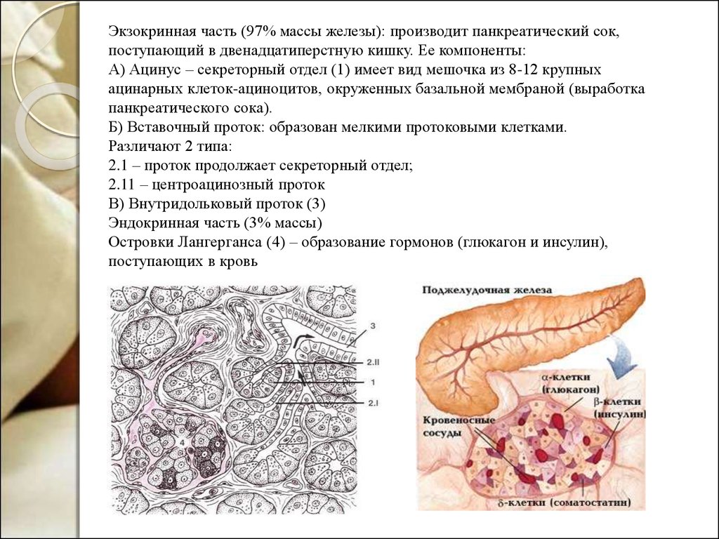 Анатомия и физиология поджелудочной железы презентация