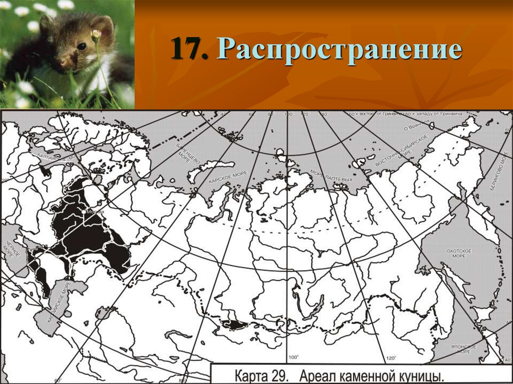 Куница в какой природной зоне. Лесная куница ареал обитания. Ареал обитания соболя в России карта. Ареал обитания куницы в России на карте. Ареал распространения Лесной куницы.