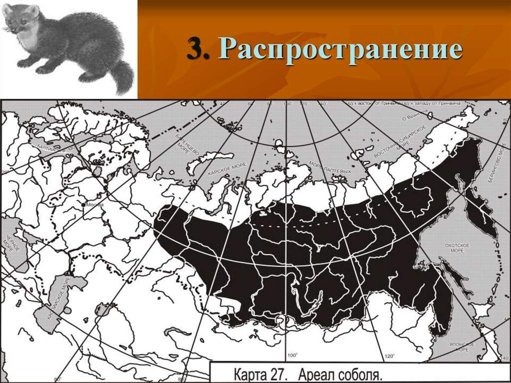 Что может быть причиной изменения площади ареала. Ареал обитания соболя в России. Ареал обитания соболя на карте. Ареал обитания соболя в России карта. Ареал распространения.