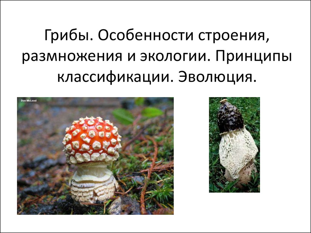 Перечне признаки отличающие растения от грибов