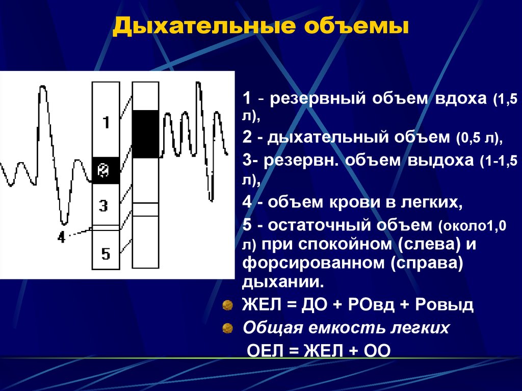 Дыхательные объемы картинка