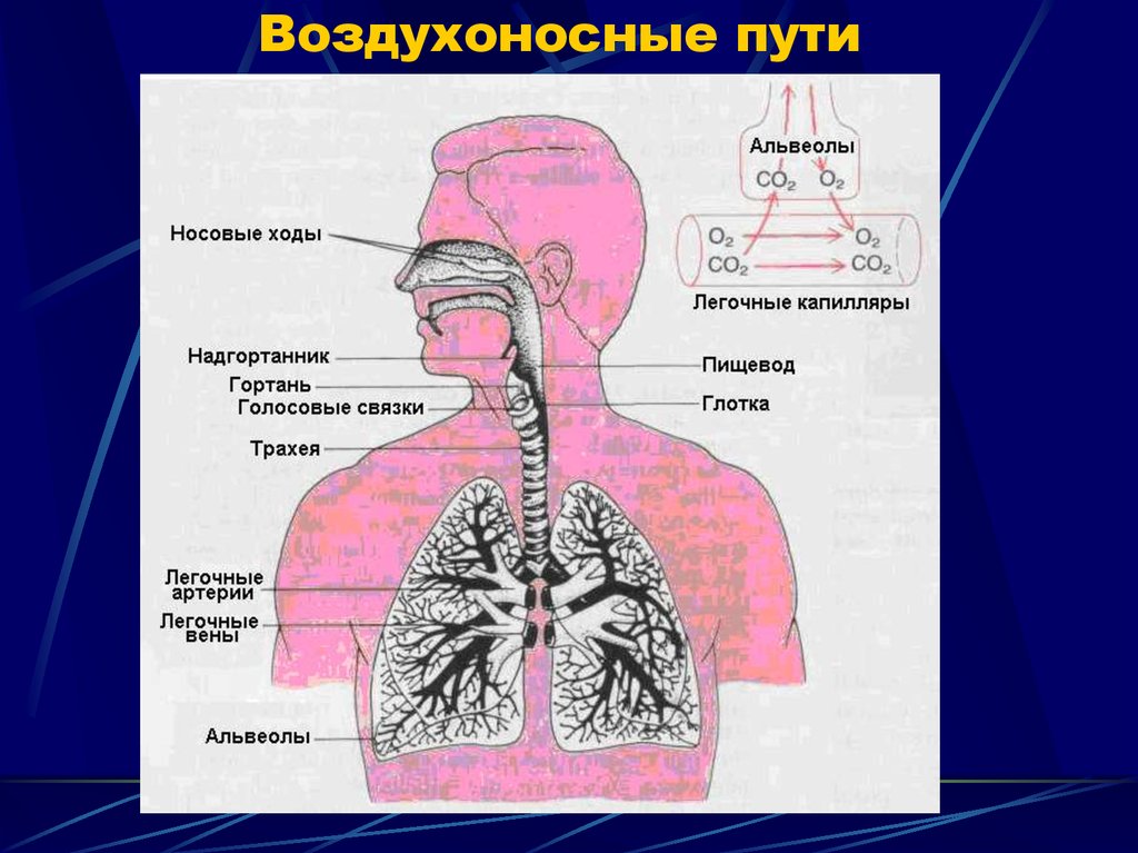 Обозначьте на рисунке названия элементов воздухоносных путей