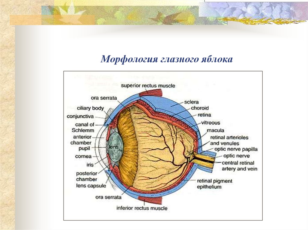 Орган зрения орган обоняния. Морфология глазного яблока. Морфология органов зрения. Орган зрения ядро. Кровоснабжение глазного яблока схема.