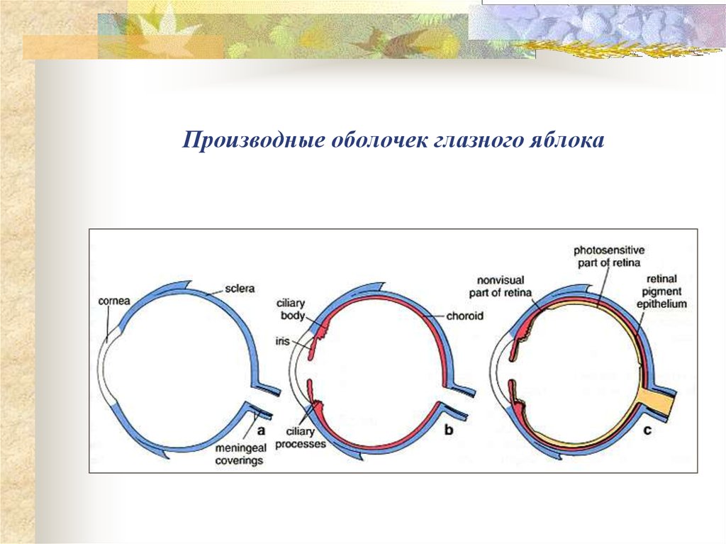 Оболочки глазного яблока. Производные оболочек глаза. Оболочки глазного яблока и их производные. Оболочки глаза и их производные.