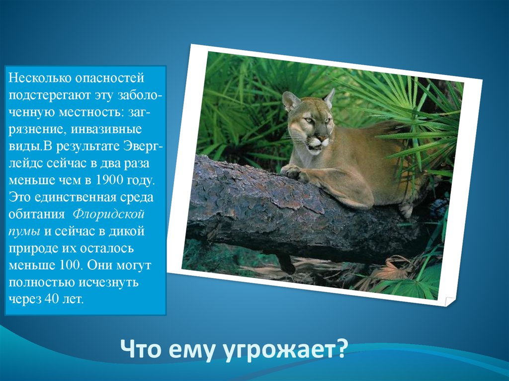 Несколько опаснее. Флоридская Пума презентация. Флоридская Пума доклад. Флоридская Пума красная книга краткое описание. Флоридская Пума доклад для 2 класса.