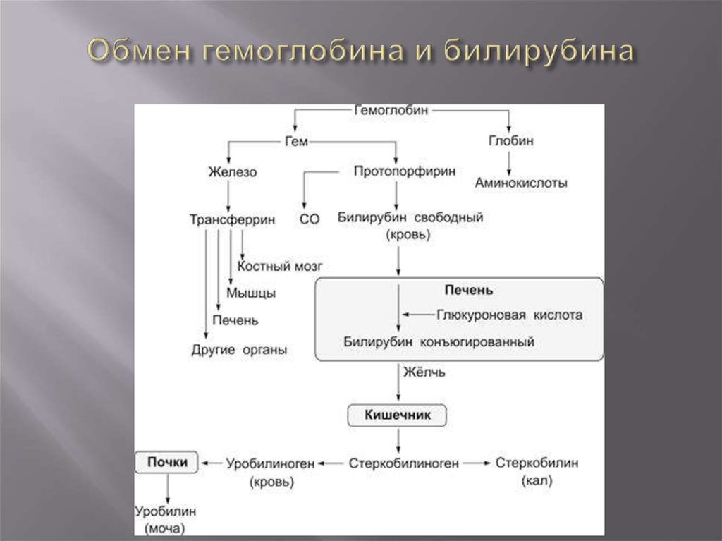 Схему образования непрямого билирубина