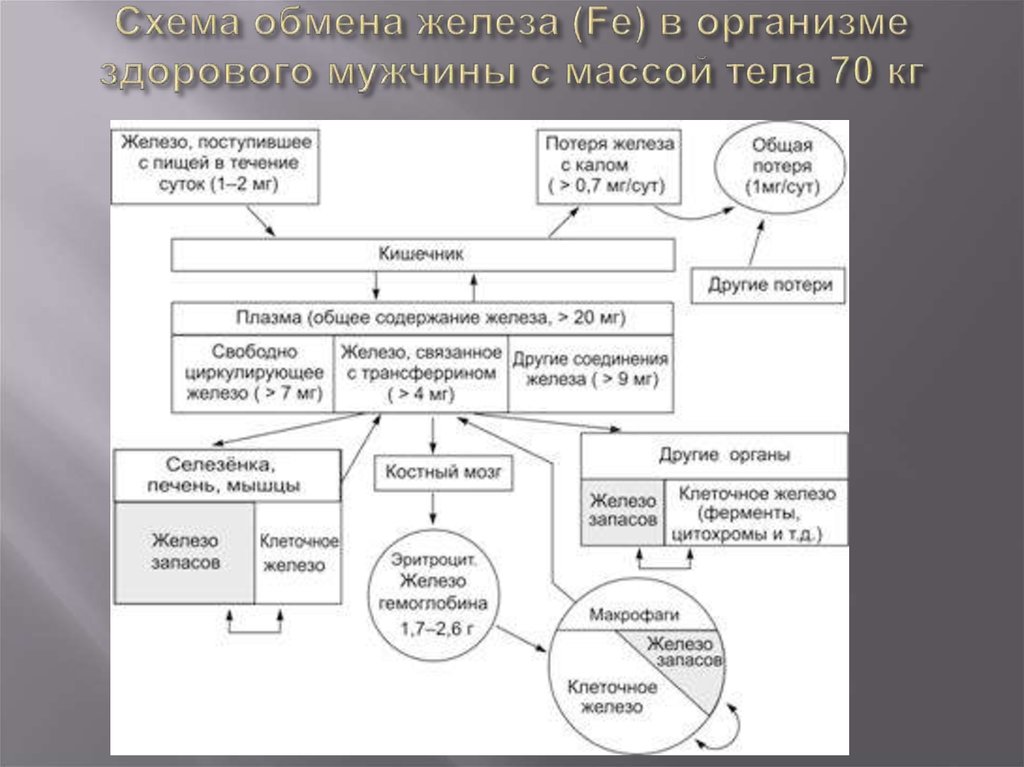 Схема обмена железа (Fe) в организме здорового мужчины с массой тела 70 кг