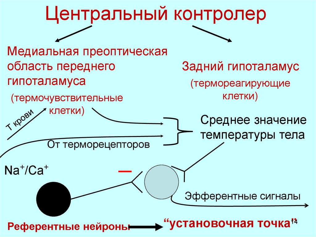 Регуляция теплоотдачи