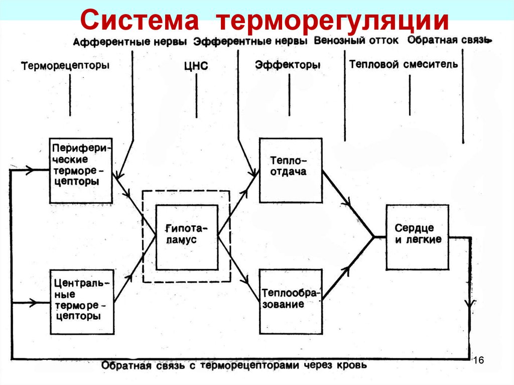 Где располагается высший центр терморегуляции. Схема функциональной системы терморегуляции. Система терморегуляции схема. Функциональная система терморегуляции физиология. Структурная организация системы терморегуляции.