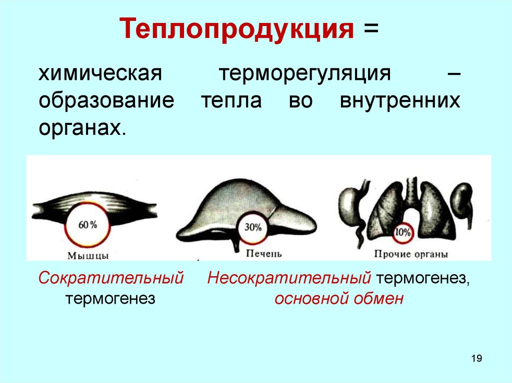 Центр теплопродукции расположен