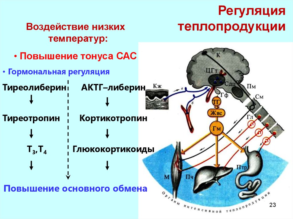 Центр теплопродукции расположен