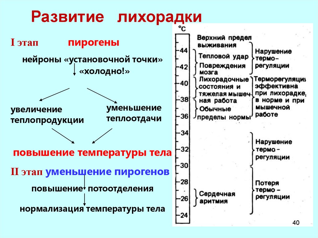 Процессы теплопродукции