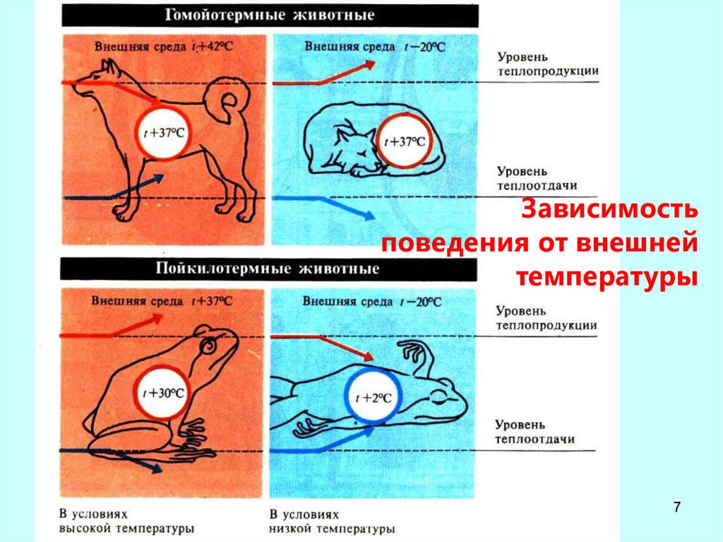 Гомойотермные животные. Гомойотермные организмы. Гомойотермные терморегуляция. Гомойотермные животные примеры. Гомойотермные растения.