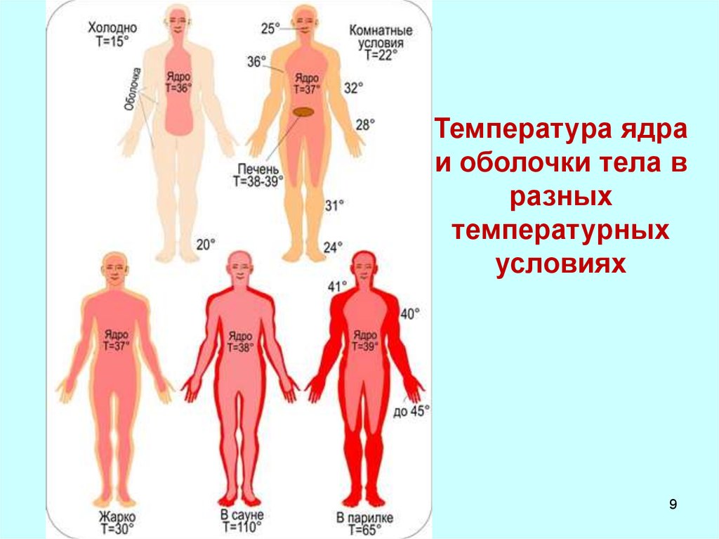 Температура участков тела. Ядро и оболочка тела термогенез. Температура ядра и оболочки тела человека. Тепловое ядро тела человека. Температурная оболочка тела это.