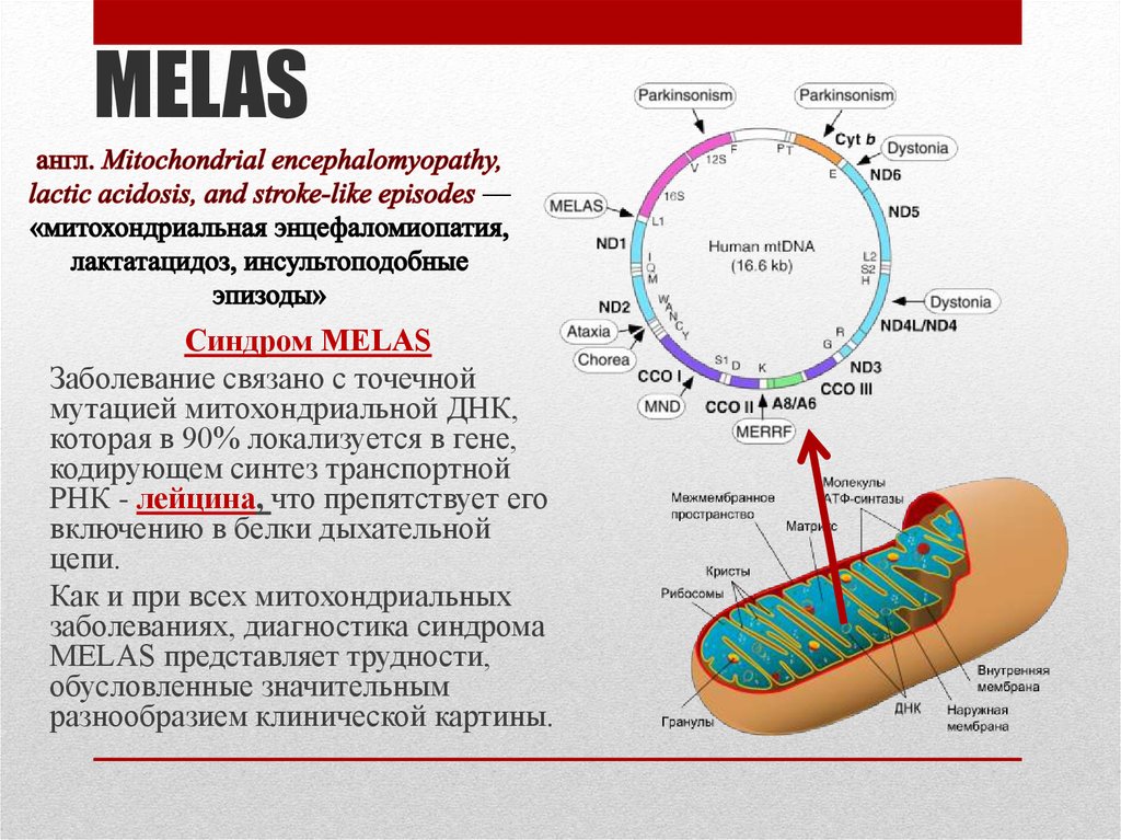 Митохондрия имеет днк. Митохондриальные заболевания Melas. ДНК митохондрий. Мутации в ДНК митохондрий.