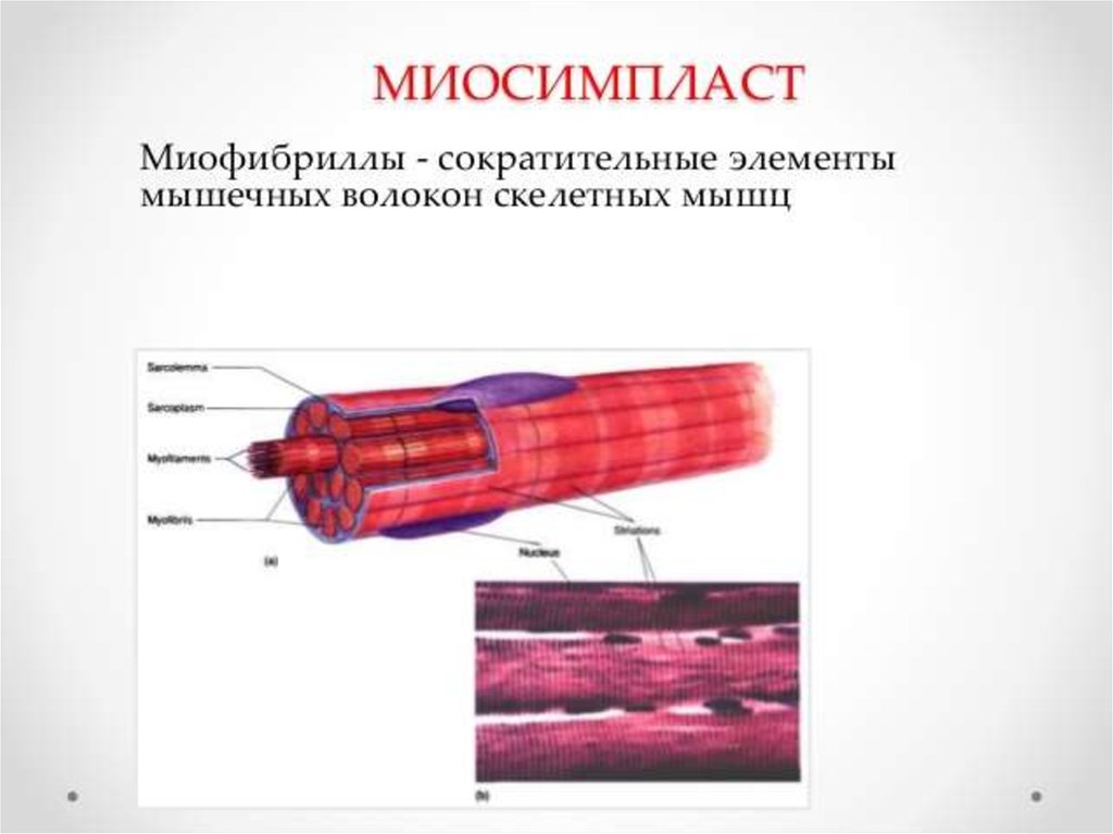 Мышечное волокно это. Строение мышечного волокна миосимпласт миосателлиты. Мышечное волокно строение миосимпласта. Скелетная мышечная ткань миосателлиты. Строение мышечного волокна миосателлиты.