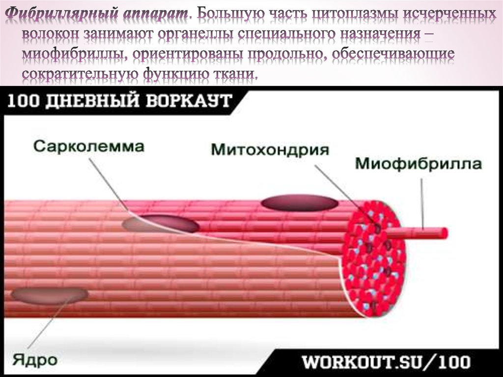 К опорному аппарату мышечного волокна относят