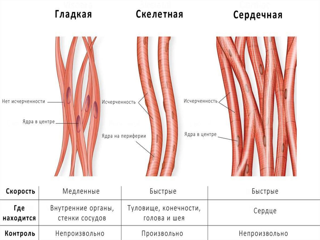 Особенности строения мышц