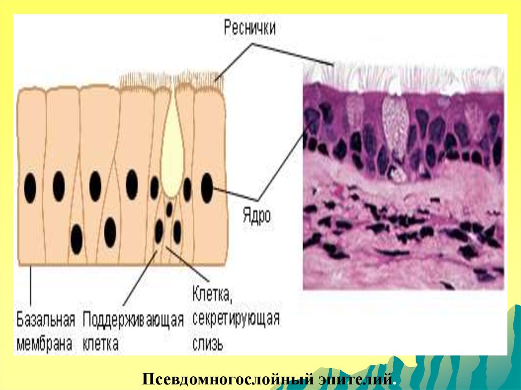 Плоский эпителий поверхностный. Псевдомногослойный эпителий гистология. Псевдомногослойный реснитчатый эпителий. Псевдомногослойный столбчатый эпителий. Реснички эпителия.