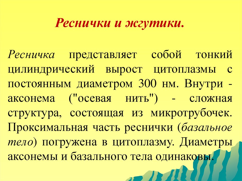 Функция жгутиков и ресничек. Реснички и жгутики. Реснички и жгутики состав. Реснички и жгутики строение. Из микротрубочек состоят жгутики реснички.