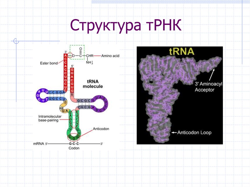 Строение трнк. Биосинтез белка строение ТРНК. Т-РНК В биосинтезе белка. Строение рибосомы с ТРНК. Структура ТРНК В биосинтезе белка.