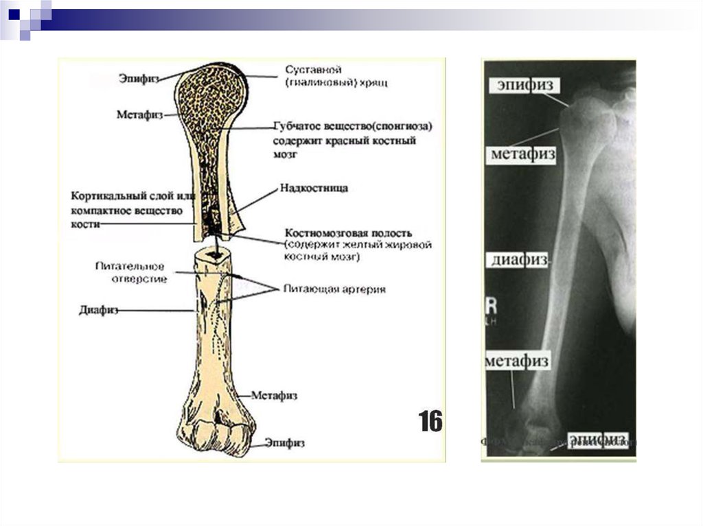 Метафиз это. Эпифиз метафиз диафиз бедренной кости. Диафиз эпифиз метафиз трубчатых костей. Трубчатая кость эпифиз диафиз метафиз. Диафиз и эпифиз большеберцовой кости.