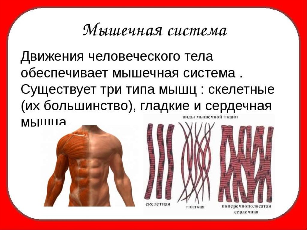 Мышцы человеческого тела биология 8 класс. Строение мышечной системы. Движение мышц. Мышцы презентация. Мышцы человека презентация.