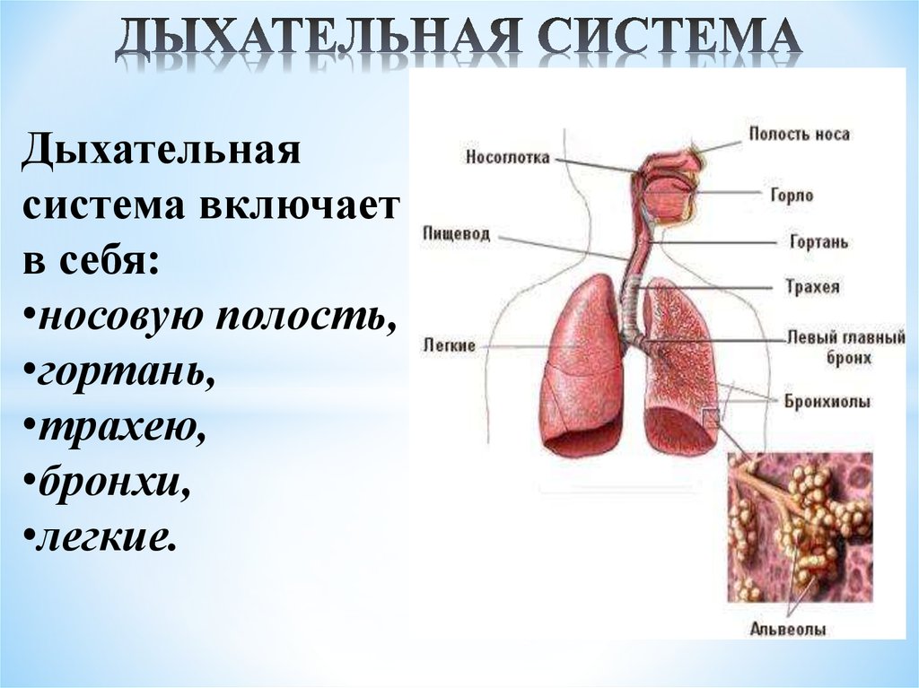 Включи дыхательную. Органы дыхания включают в себя. Анатомо-морфологическое строение организма. Система органов дыхания включает. Дыхательная система включает в себя органы.