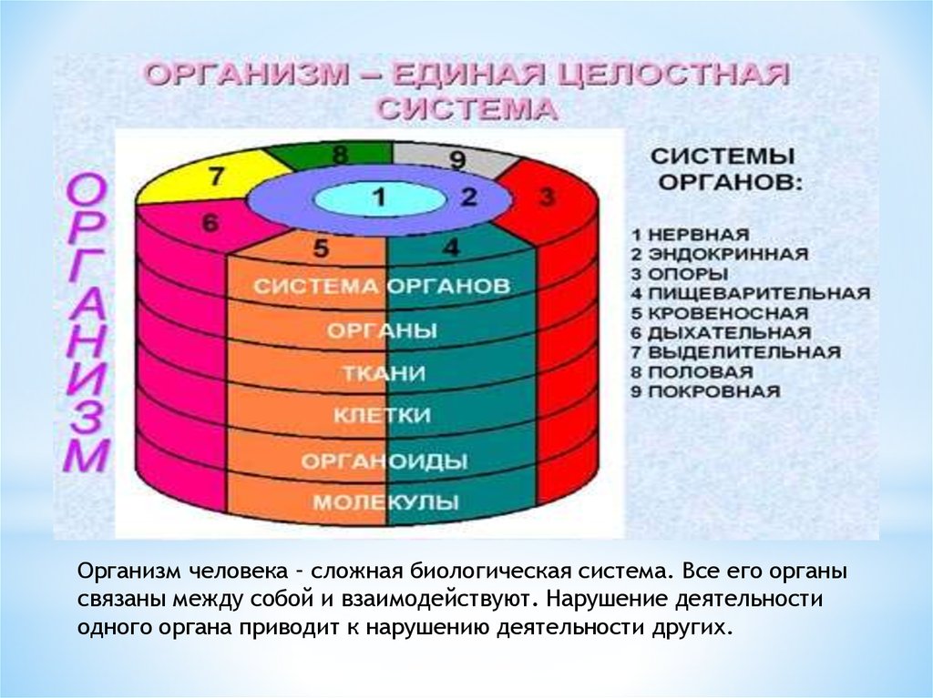 Собой и представлять собой единое. Организм как биологическая система. Организм человека целостная система. Организм как Единая биологическая система. Организм человека единое целое.