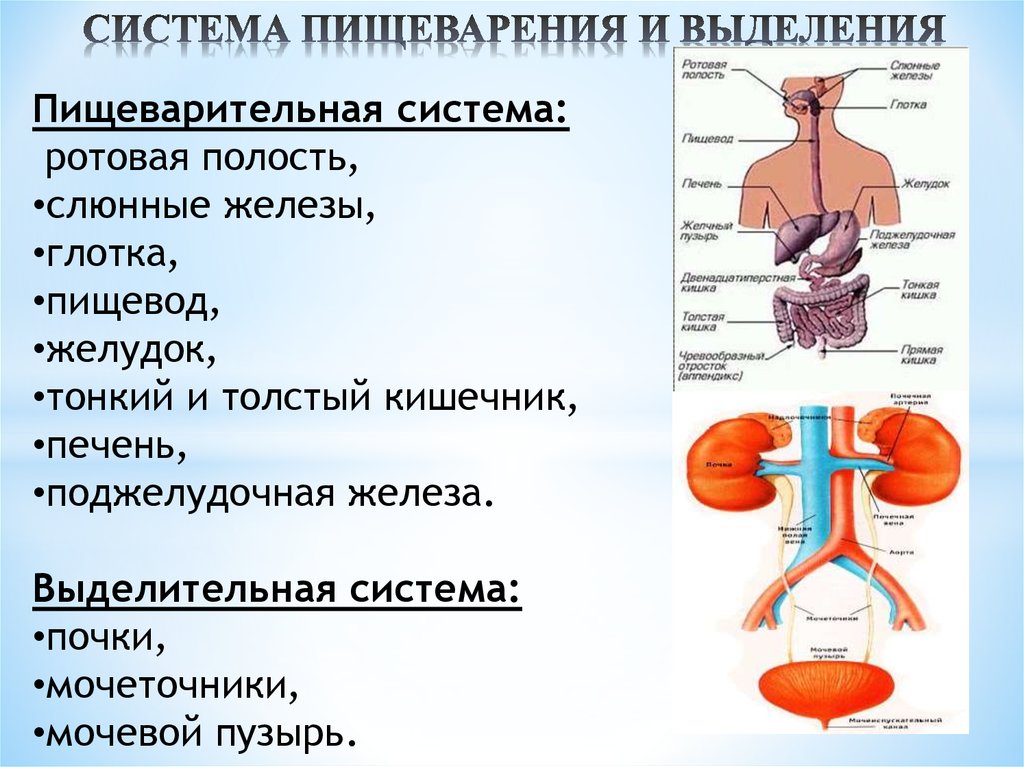В какую систему органов входит желудок. Пищеварительная и выделительная система человека. Строение и функционирование органов пищеварения и выделения. Выделительные функции пищеварительной. Выделения система человека функции и органы.
