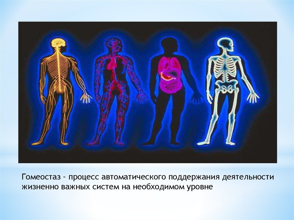 Жизненно важные процессы. Гомеостаз в организме человека. Процесс гомеостаза. Гомеостаз человека это. Гомеостаз картинки.