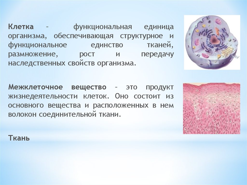Элементарной единицей ткани является. Структурно функциональная единица ткани. Клетка ткань орган. Морфофункциональная характеристика клеток соединительной ткани. Продукты жизнедеятельности клетки.