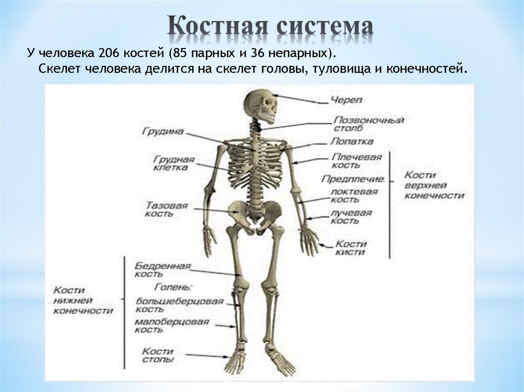 Какой отдел скелета образует кости