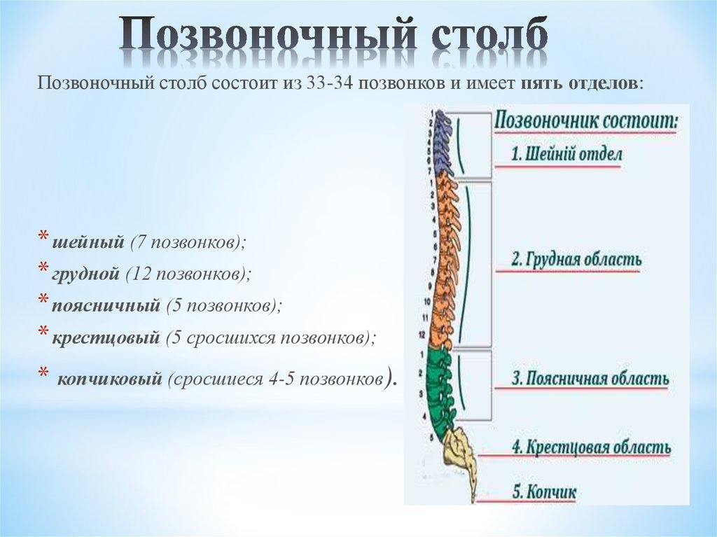 Позвоночник состоит из пяти отделов